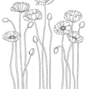 3cf8837acb1f0a9d3cbeaafb7150ee56