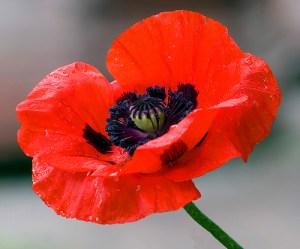 Oriental-poppy